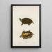 Turtle of Mobile - John Edwards Holbrook — framed artwork on a wall