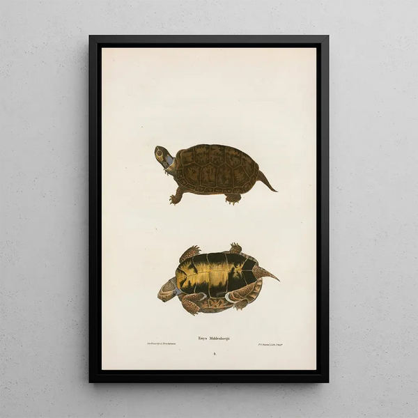 Turtle of Mobile - John Edwards Holbrook — framed artwork on a wall