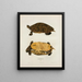 Emys Muhlenbergii - John Edwards Holbrook — framed artwork on a wall