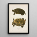 Oregon Turtle Painting - John Edwards Holbrook — framed artwork on a wall