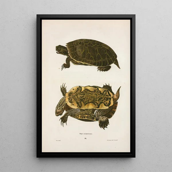 Oregon Turtle Painting - John Edwards Holbrook — framed artwork on a wall
