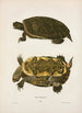 Oregon Turtle Painting - John Edwards Holbrook — artwork view