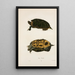 Turtle of Troost - John Edwards Holbrook — framed artwork on a wall