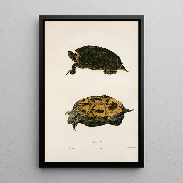 Turtle of Troost - John Edwards Holbrook — framed artwork on a wall
