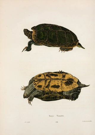 John Edwards Holbrook - Emys Troostii.webp