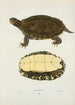 Tortue concinna - John Edwards Holbrook — artwork view