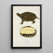 Tortue concinna - John Edwards Holbrook — framed artwork on a wall