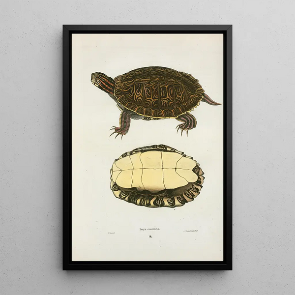 Tortue concinna - John Edwards Holbrook — framed artwork on a wall