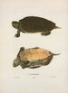 Tortue géographique - John Edwards Holbrook — artwork view