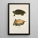 Tortue géographique - John Edwards Holbrook — framed artwork on a wall