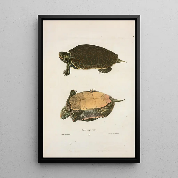 Tortue géographique - John Edwards Holbrook — framed artwork on a wall