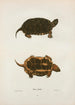 Turtle dotted - John Edwards Holbrook — artwork view