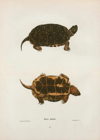 John Edwards Holbrook - Emys guttata.webp