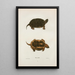 Turtle dotted - John Edwards Holbrook — framed artwork on a wall