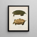 Emys hieroglyphica - John Edwards Holbrook — framed artwork on a wall
