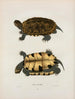 Emys gravé - John Edwards Holbrook — artwork view