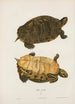 Turtle painted - John Edwards Holbrook — artwork view