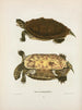 Emys pseudogeographica - John Edwards Holbrook — artwork view