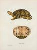 Emys reticulata - John Edwards Holbrook — artwork view