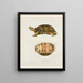 Emys reticulata - John Edwards Holbrook — framed artwork on a wall