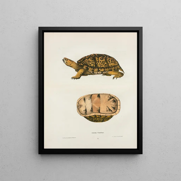Emys reticulata - John Edwards Holbrook — framed artwork on a wall