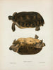 Emys rubriventris - John Edwards Holbrook — artwork view