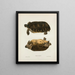 Emys rubriventris - John Edwards Holbrook — framed artwork on a wall