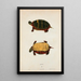 Tortue dentelée - John Edwards Holbrook — framed artwork on a wall
