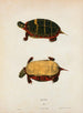 Tortue dentelée - John Edwards Holbrook — artwork view