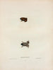 Engystoma carolinense Painting - John Edwards Holbrook — artwork view