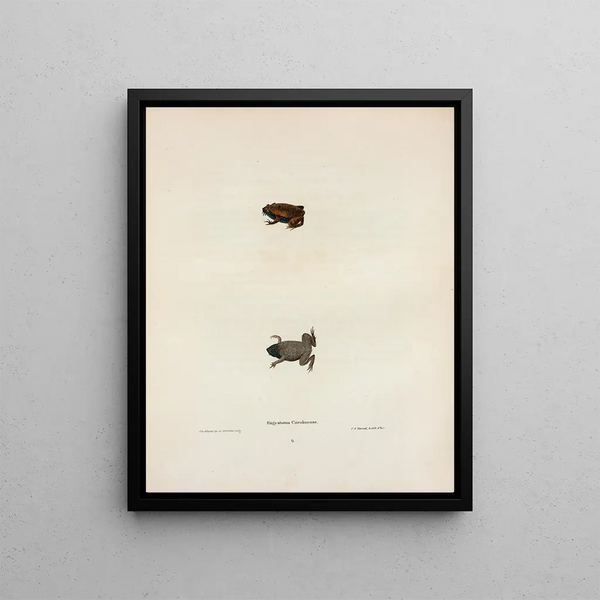 Engystoma carolinense Painting - John Edwards Holbrook — framed artwork on a wall