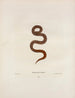 Helicops abacurus - John Edwards Holbrook — artwork view