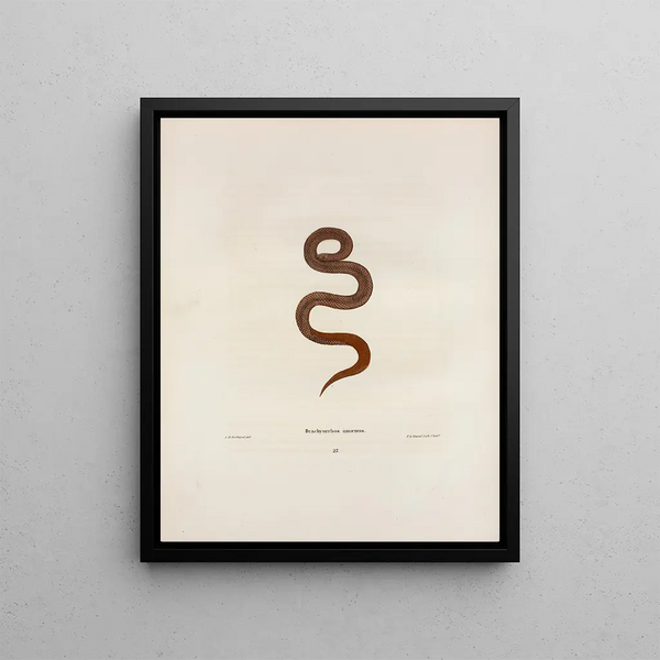 Helicops abacurus - John Edwards Holbrook — framed artwork on a wall
