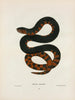 Helicops erythrogrammus - John Edwards Holbrook — artwork view