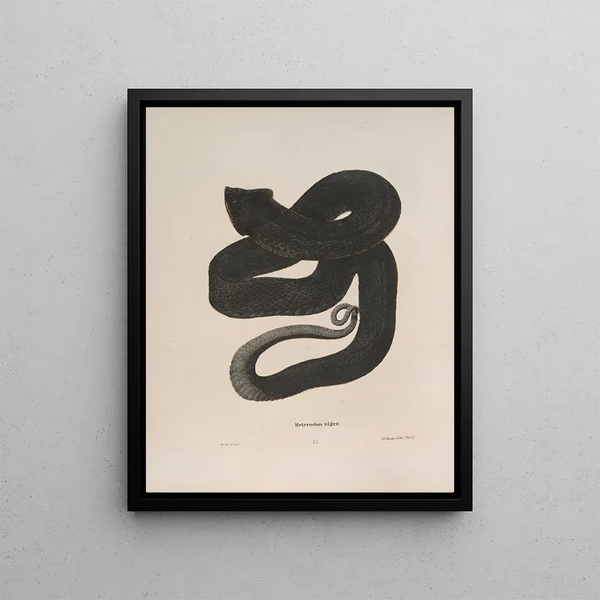 Heterodon niger - John Edwards Holbrook — framed artwork on a wall