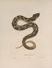 Heterodon platirhinos 2 - John Edwards Holbrook — artwork view