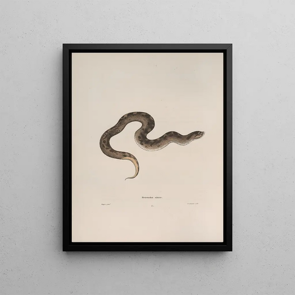 We Are Heterodons - John Edwards Holbrook — framed artwork on a wall