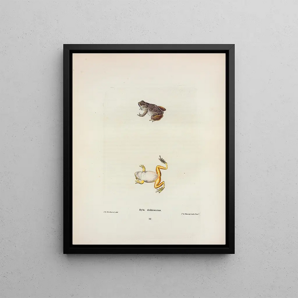 Hyla se cache - John Edwards Holbrook — framed artwork on a wall