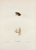 Hyla femoralis - John Edwards Holbrook — artwork view