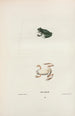 Hyla squirrel - John Edwards Holbrook — artwork view