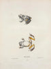 Hyla versicolor - John Edwards Holbrook — artwork view