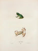 Hyla est verte - John Edwards Holbrook — artwork view