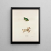 Hyla est verte - John Edwards Holbrook — framed artwork on a wall