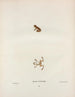 Hylodes Pickeringii - John Edwards Holbrook — artwork view