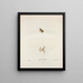 Hylodes Pickeringii - John Edwards Holbrook — framed artwork on a wall