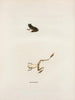 Hylodes gryllus - John Edwards Holbrook — artwork view