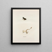 Hylodes gryllus - John Edwards Holbrook — framed artwork on a wall