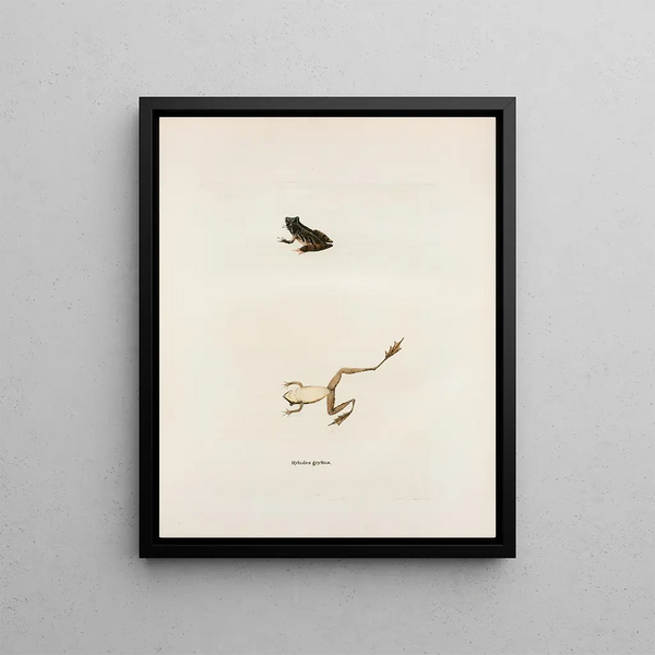 Hylodes gryllus - John Edwards Holbrook — framed artwork on a wall