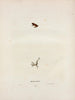 Hylodes ocularis - John Edwards Holbrook — artwork view