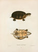 Pennsylvania Mud Turtle Painting - John Edwards Holbrook — artwork view